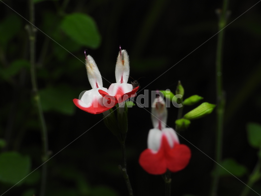 꽃,꽃잎,녹색,자연,식물,곤충,식물,자연,plants,nature,꽃,flower