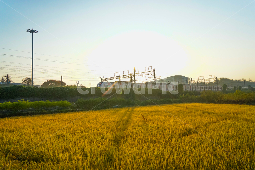 벼,논,가을,전철,기차,조명탑,농사,가을,계절,fall,autumn,season,교통,교통수단,traffic,transportation,nature,자연,grassland,목초지,outdoors,옥외,field,들,farm,농장,rural,농촌