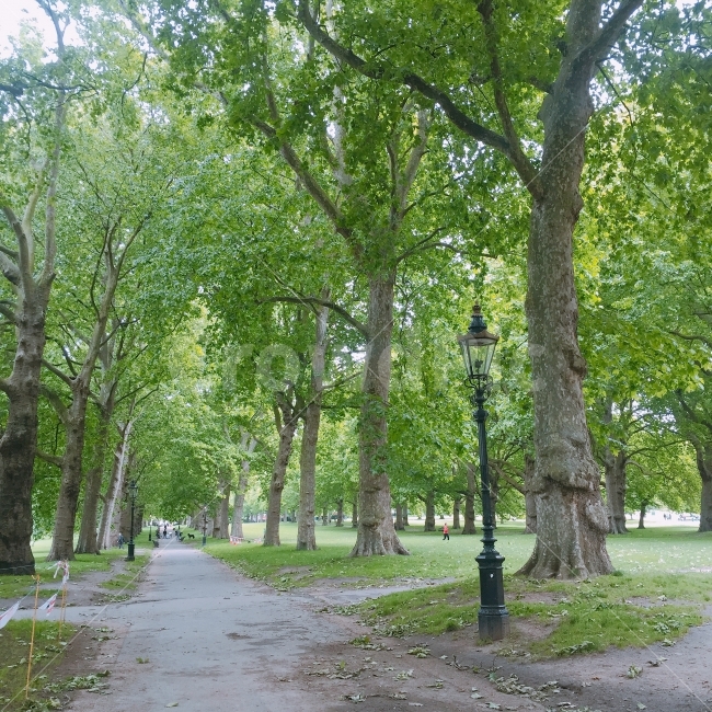 공원,나무,산책,tree,산책길,조깅,park,피톤치드,자연,풍경,nature,landscape,plant,식물,tree trunk,나무 줄기