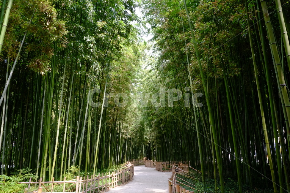 대나무,대나무숲,초록,산책,오솔길,자연,풍경,nature,landscape,plant,식물