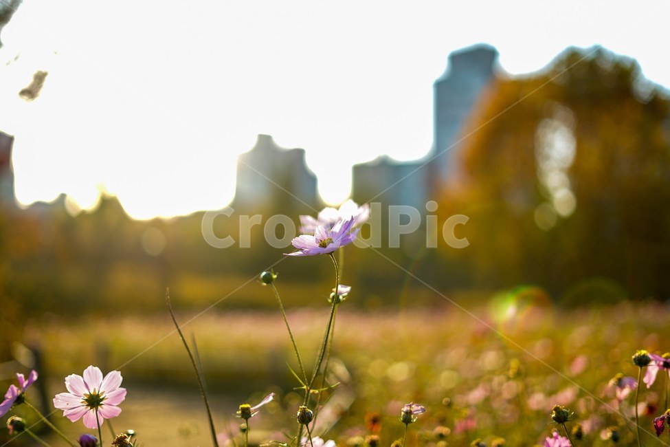 코스모스,꽃,선라이트,노을,독사진,가을,계절,fall,autumn,season,식물,자연,plants,nature,꽃,flower,grassland,목초지,outdoors,옥외,field,들