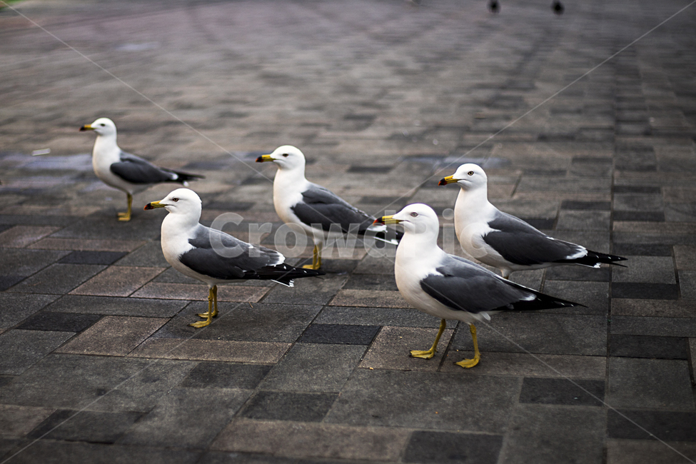 갈매기,야생갈매기,인천,월미도,새우깡,동물,animal,조류,새,birds