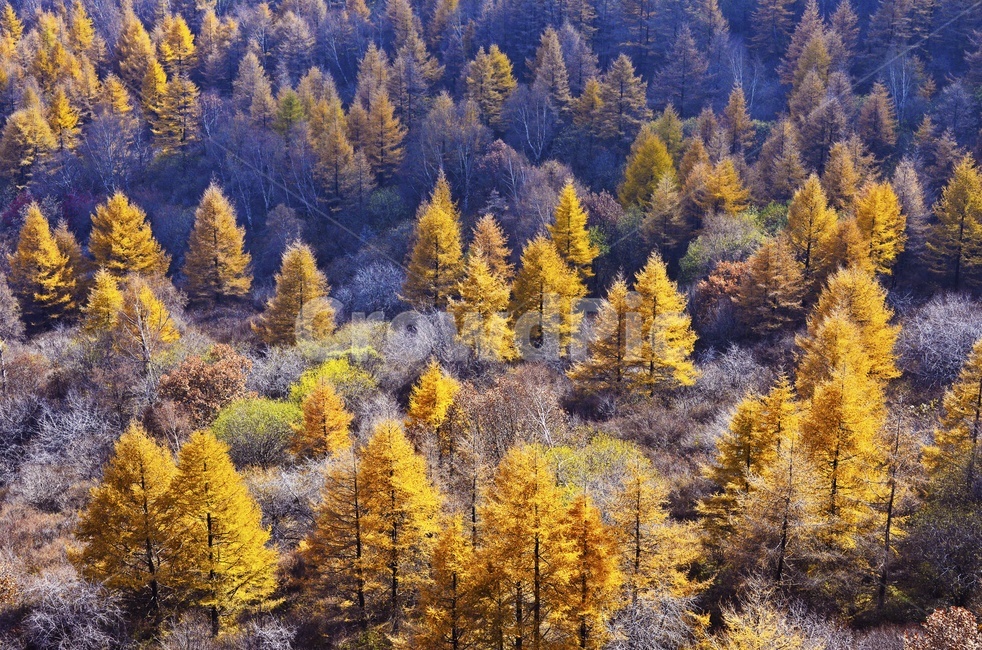 중국,백석산,백석산가을,가을,빛,추색,나무,전나무,경치,경관,풍경,nature,자연,outdoors,옥외,가을,계절,fall,autumn,season,자연,풍경,nature,landscape