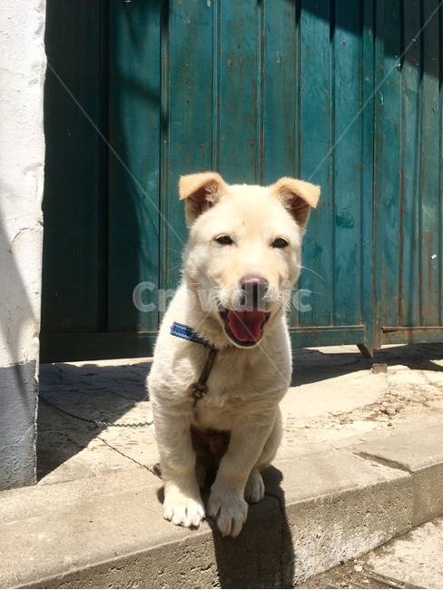 강아지,개,dog,반려견,경비,대문,시골,동물,animal,포유류,mammal,개,강아지,dog,doggy