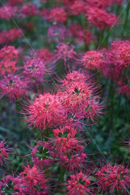 상사화,꽃무릇,영광,불갑사,가을,꽃,식물,자연,plants,nature,꽃,flower