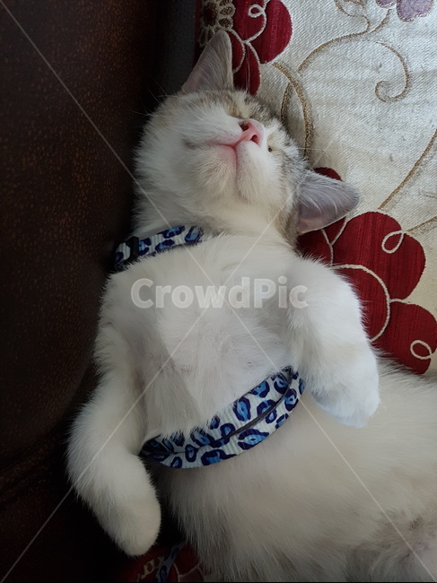 고양이,핑크코,cat,핑크발바닥,냥,냥이,하얀고양이,귀여운,애기고양이,kitten,동물,animal,포유류,mammal,고양이,cat,kitten,kitty