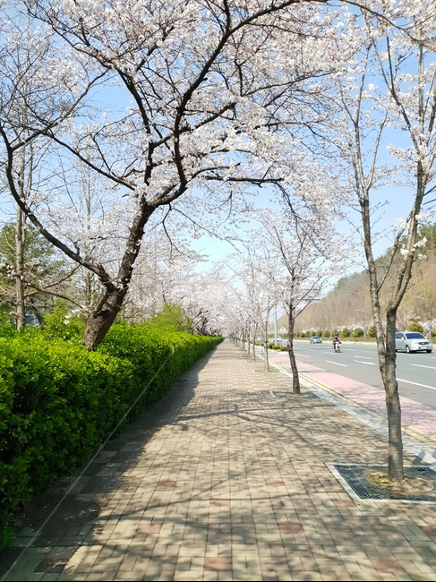 벚꽃,벚꽃나무,길,벚꽃길,창원,창원대로,꽃,감성,힐링,봄,계절,spring,season,자연,풍경,nature,landscape,path,통로,walkway,보도,flagstone,판석,road,도로