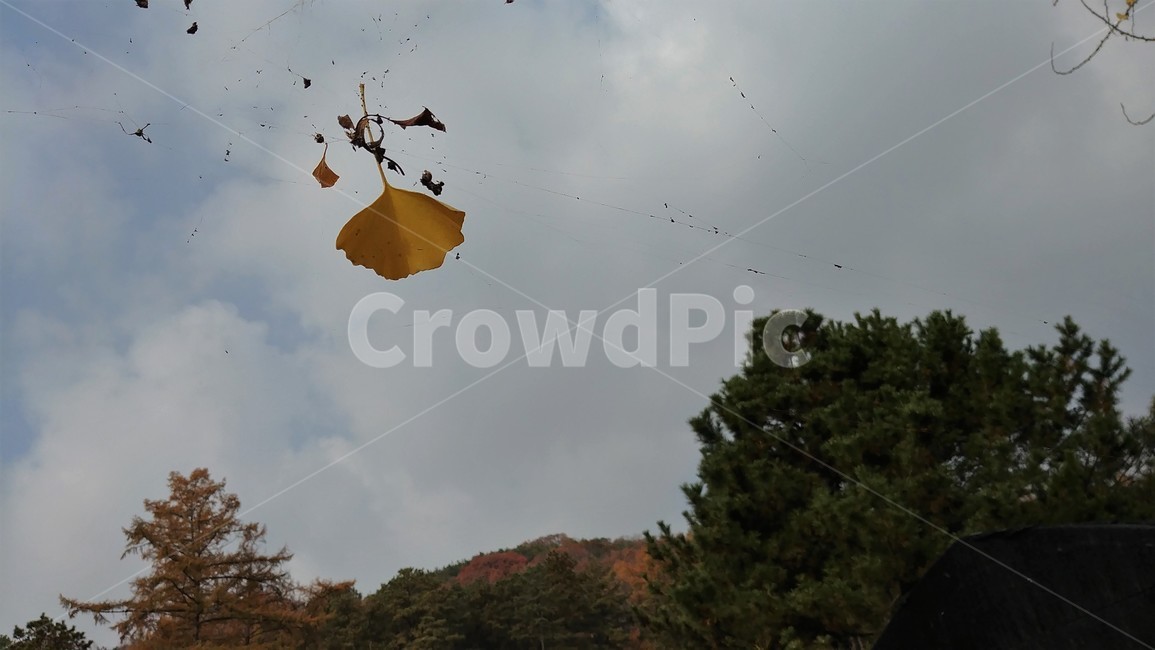 만추,늦가을,쓸쓸함,낙엽,가을정취,가을,계절,fall,autumn,season