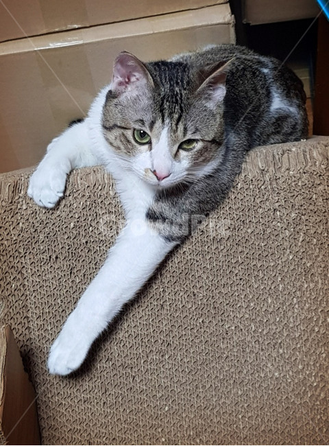 고양이,애완동물,반려동물,cat,애완묘,애완동물,야옹