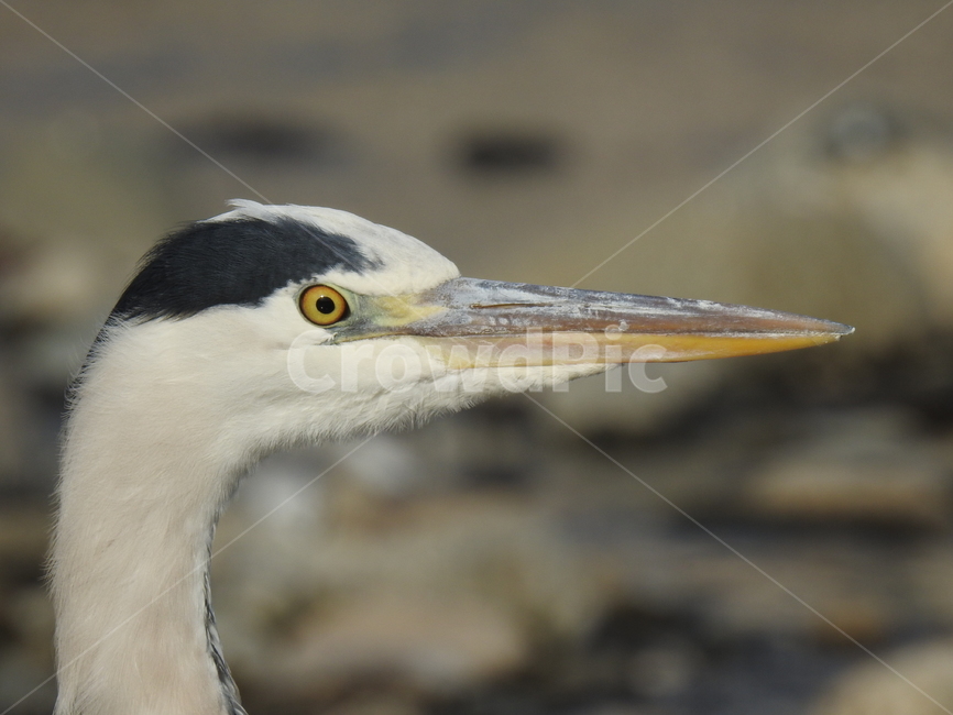 새,자연,동물,조류,생물,동물,animal,조류,새,birds