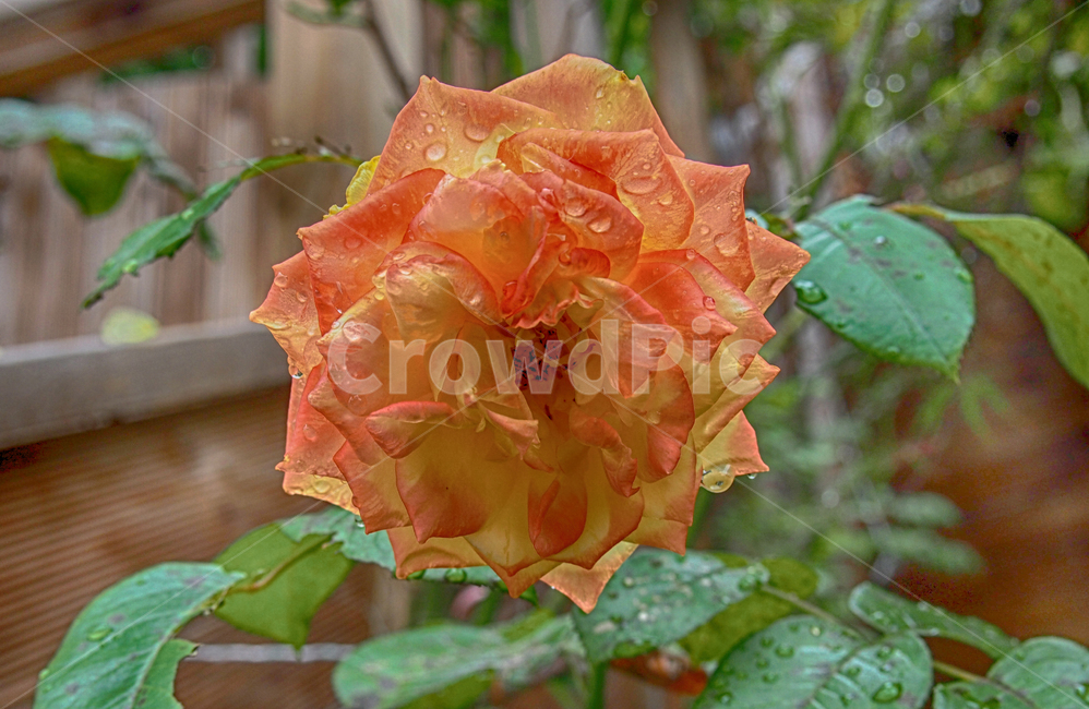 장미,식물,꽃,자연,화단,식물,자연,plants,nature,꽃,flower