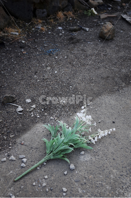 식물,plant,leaf,잎,green,초록,녹색,조화,가짜꽃,버려진