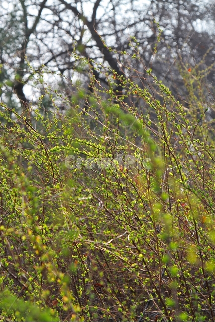 초록,새싹,새순,잎새,봄,싹,이파리,새잎,초록잎,봄,계절,spring,season,식물,자연,plants,nature