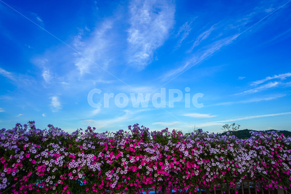 꽃,화초,꽃담,하늘,구름,자연,풍경,nature,landscape,outdoors,옥외,geranium,제라늄,flower,blossom,plant,식물