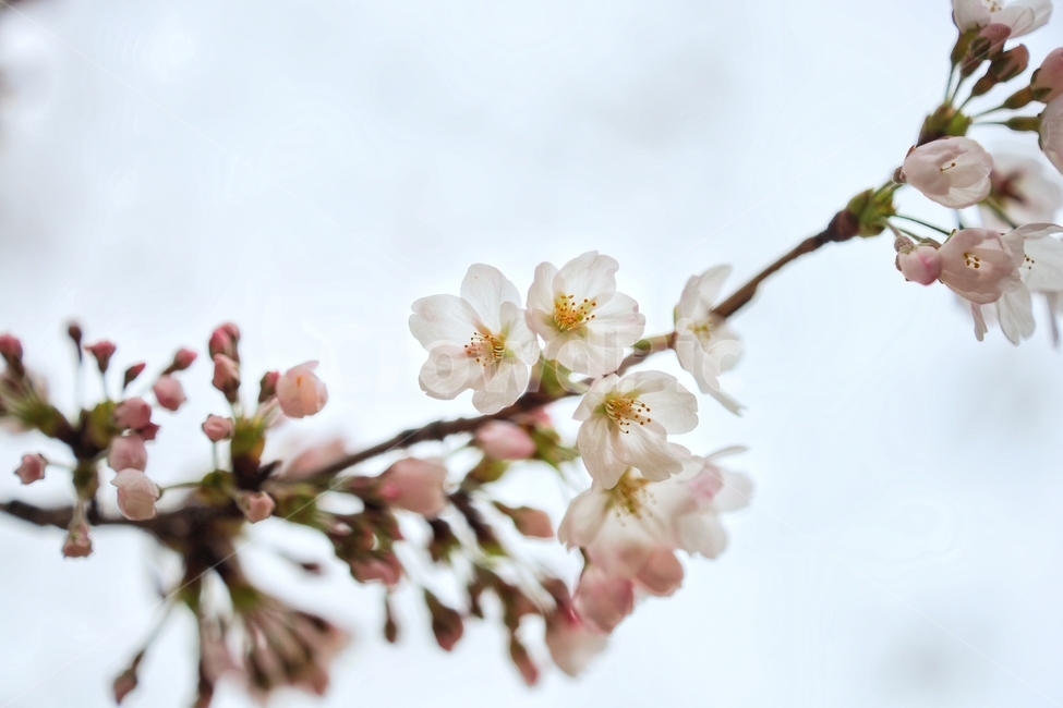 봄,벚꽃,spring,cherryblossom,식물,나무,tree,꽃잎,봄,계절,spring,season,식물,자연,plants,nature,꽃,flower,plant,blossom