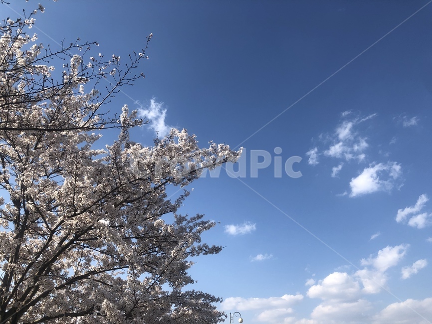 하늘,벚꽃,봄,자연,풍경,봄,계절,spring,season,자연,풍경,nature,landscape,plant,식물