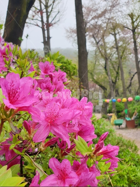 꽃,산,풀,자연,풍경