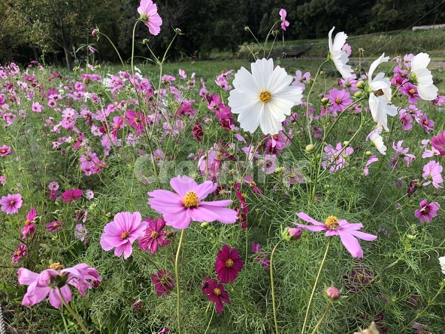 plant,식물,blossom,꽃,flower,geranium,제라늄,코스모스,cosmos,fall,autumn,가을,가을풍경,꽃밭,꽃길