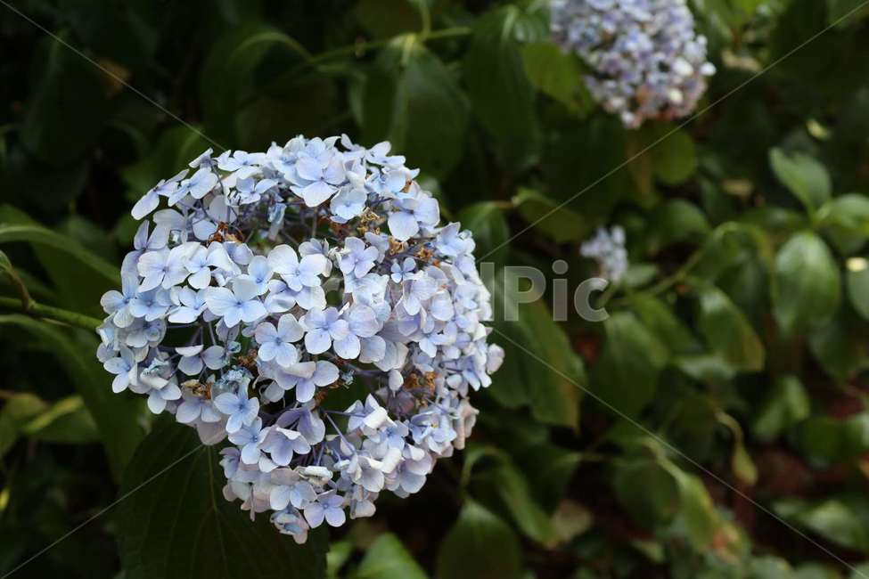 꽃,자연,식물,flower,nature,식물,자연,plants,nature,꽃,flower
