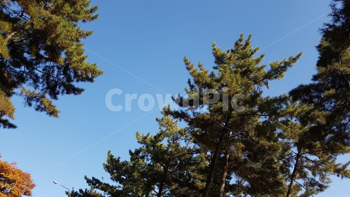 나무,하늘,파랑,나뭇잎,가로등,자연,풍경,nature,landscape,tree,plant,식물,fir,전나무,conifer,구과 식물,pine,소나무