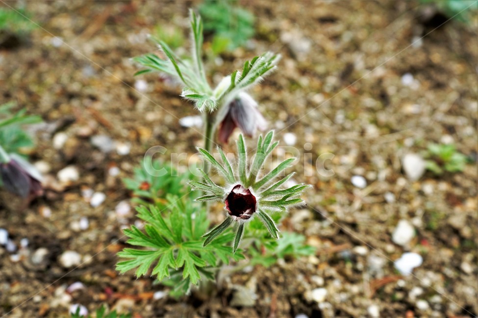 할미꽃,솜털,봄,봄꽃,자연,식물,꽃,plant,암술,수술,Pulsatillakoreana,한국특산,백두옹,독초,강장제,화왕계,여러해살이풀,미나리아재비과,쌍떡잎식물,흰털,할머니머리카락,흰머리,노인,꼬부랑,한방약재,할머니