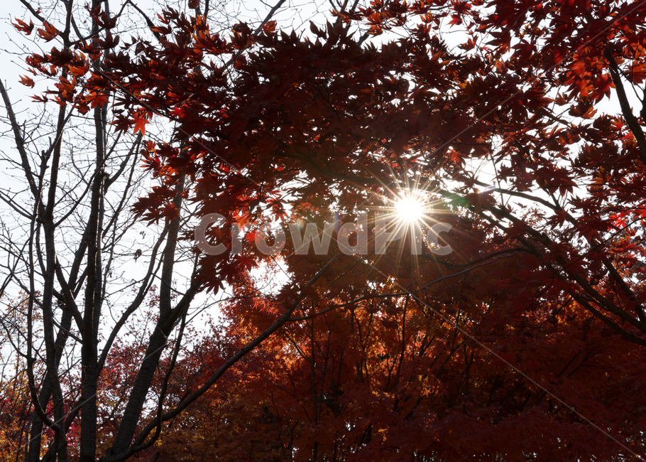가을,단풍,빛,노들나루공원,감성,fall,가을,계절,fall,autumn,season,자연,풍경,nature,landscape,leaf,잎,plant,식물,light,flare,플레어