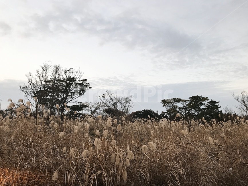 갈대,가을,갈대밭,fall,autumn,풍경,자연,landscape