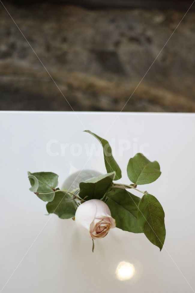 꽃,식물,카페,테이블,인테리어,탁자,감성,봄,flower,plant,cafe,interior,table,spring,blooming,warm,식물,자연,plants,nature,인테리어,실내디자인,interior design,꽃,flower