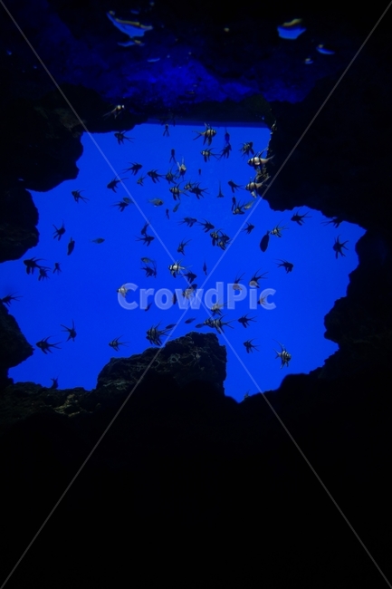 수족관,물고기,심해,바다,실루엣,시원한,동굴,헤엄,수영,어두운,해저,수중,어류,생선,관상용,관광,동물,animal,어류,물고기,fish