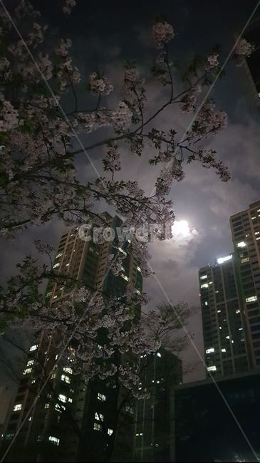 야경,벚꽃,송도,달빛,배경화면,핑크문