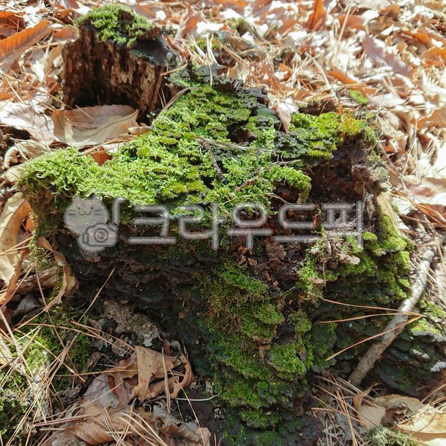 이끼, 이끼류, 죽은나무, 나무이끼, moss, 사진,이미지,일러스트,캘리그라피 - 마루2021작가