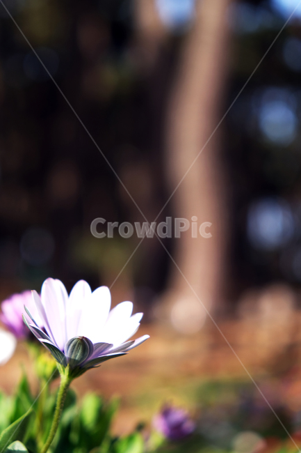 green,nature,Pine tree background,pink flower,leaf,flowerbackground,spring flowers,spring,beautiful,blooming,outfocus,season,garden,flower background,park