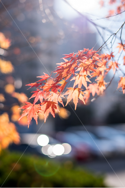 가을,단풍,햇살,따뜻함,역광,가을,계절,fall,autumn,season,leaf,잎,plant,식물,tree,나무