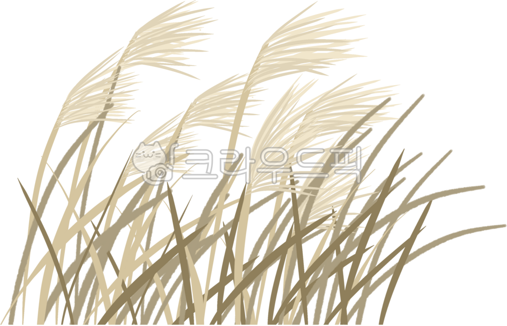 갈대, 갈대밭, 가을, 풍경, 갈대숲, 사진,이미지,일러스트,캘리그라피 - Marirosa작가