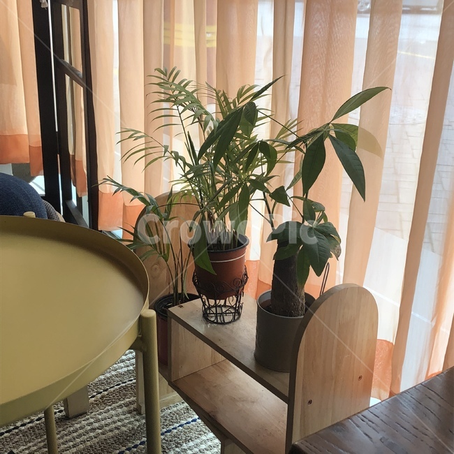 카페,화분,소품,인테리어,테이블,식물,자연,plants,nature,실내용화초,화분,화초,house plant