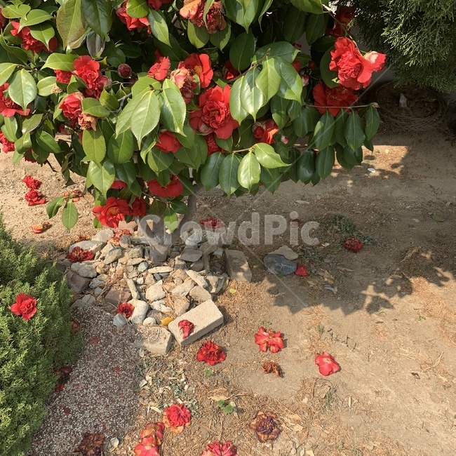 꽃,자연,빨간꽃,봄,flower,동백꽃