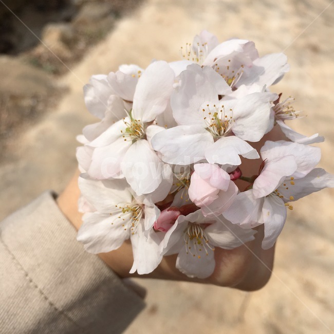봄,벚꽃,꽃잎,여자손,손,감성,색감,트렌치코트,봄,계절,spring,season,꽃,flower,plant,식물