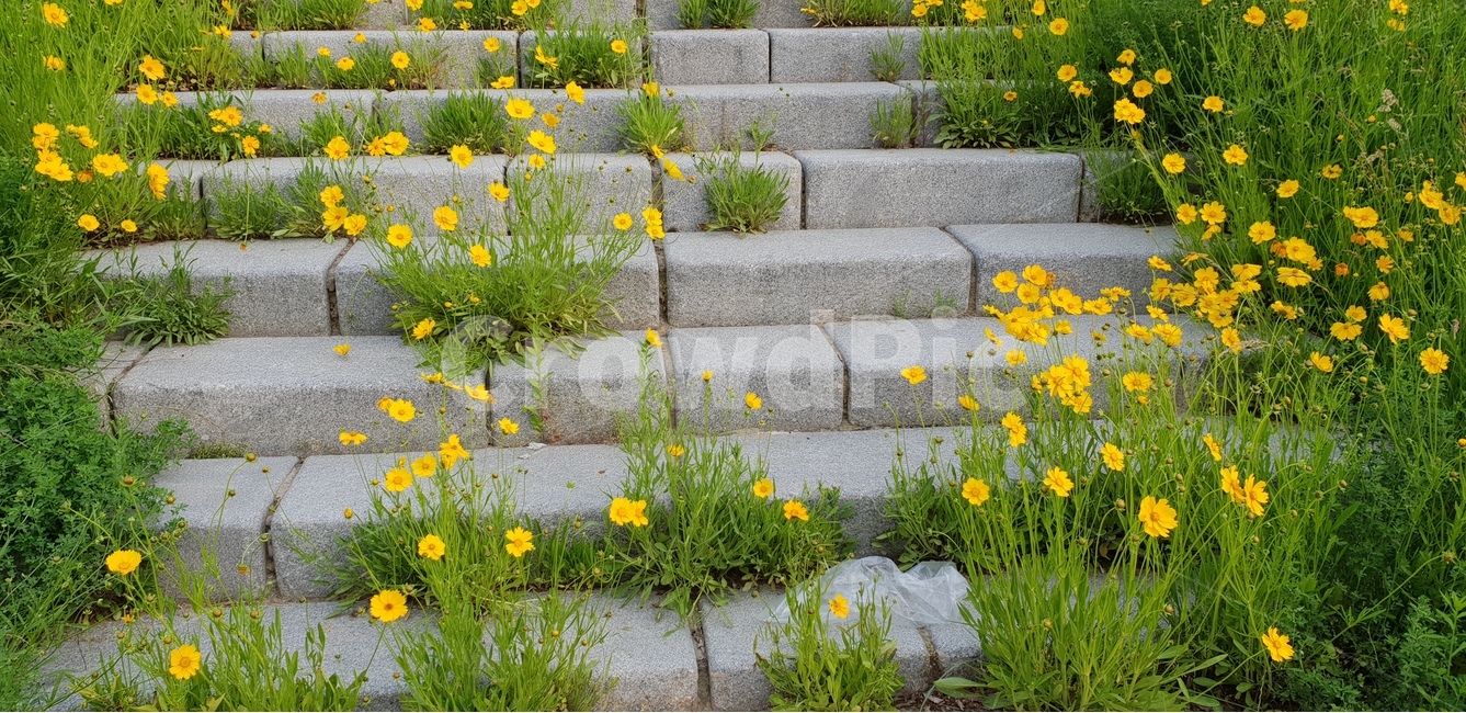 금계국,노랑,봄,풍경,맑음,봄,계절,spring,season,식물,자연,plants,nature,꽃,flower,flagstone,판석,path,통로,walkway,보도,plant
