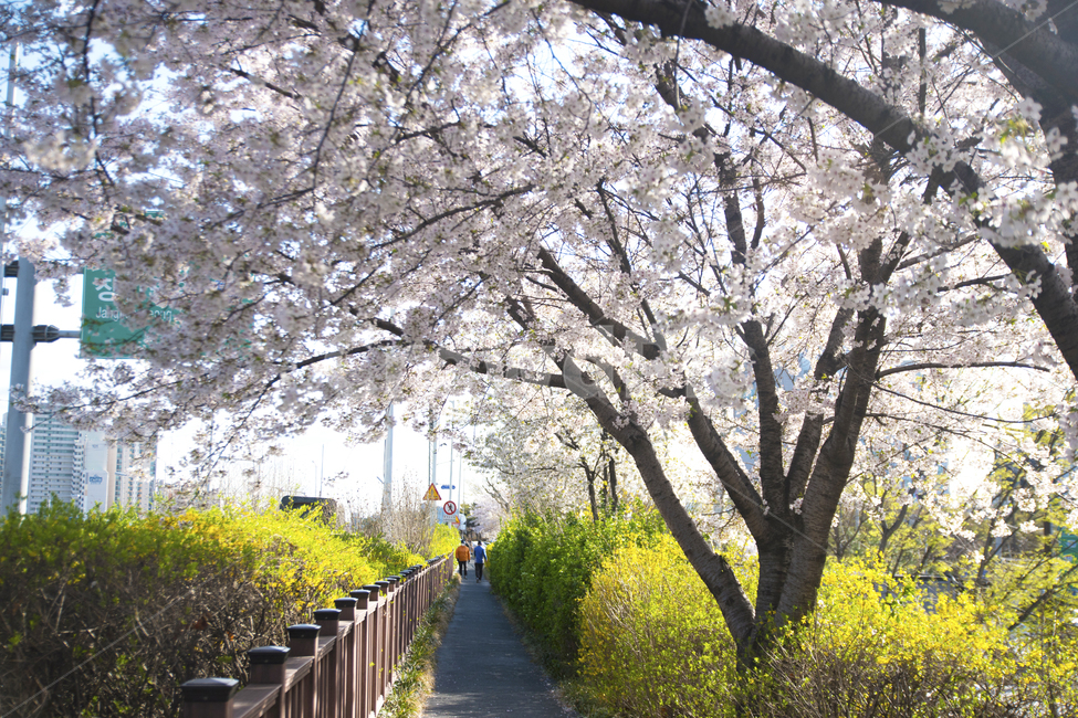 봄,꽃,하늘,벚꽃,계절,봄,계절,spring,season,식물,자연,plants,nature,꽃,flower,나무,trees,wood,plant,blossom