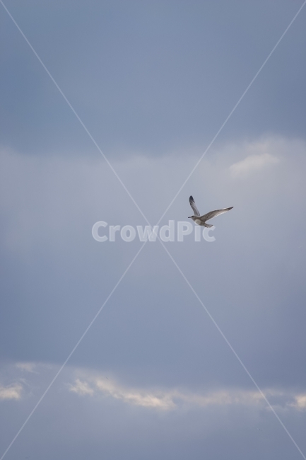 하늘,새,갈매기,날개,날아감,seagull,gull,wingbeat,날갯짓,flutter,동물,animal,조류,새,birds