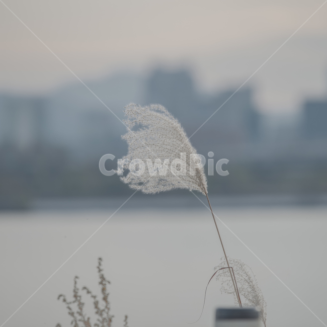 가을억새,억새,감성사진,풍경,햇살,힐링,평화,바람,안정,색감,풀,평온,몽환,season,식물,노을,하늘,구름,landscape,감성,sensible,feeling,plant,grass,잔디,lawn,reed,갈대,억새풀,가을,갈대밭,fall,자연,plants,nature,autumn,계절,가을,계절,fall,autumn,season,식물,자연,plants,nature,감성,sensible,feeling