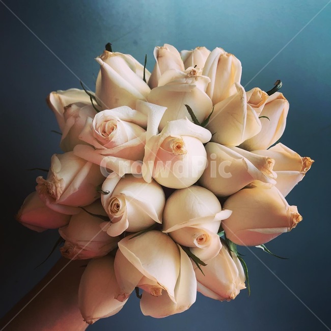 부캐,장미,결혼,부케,장미꽃다발,장미다발,꽃다발,plant,식물,flowerbouquet,꽃부케,flower,꽃,flowerarrangement,꽃꽂이,rose,식물,자연,plants,nature,꽃,flower