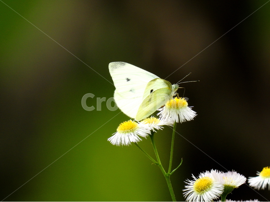 동물,곤충,나비,식물,꽃,야생화,자연,식물,자연,plants,nature,꽃,flower,동물,animal,곤충,벌레,insect,bug