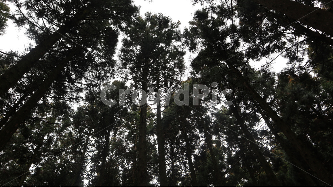 힐링,사려니숲,피톤치드,숲,나무,자연,풍경,nature,landscape,tree,plant,식물,fir,전나무