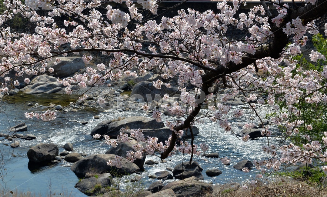 봄,벚꽃,계곡,풍경,산수,자연환경,나무,봄,계절,spring,season,plant,식물