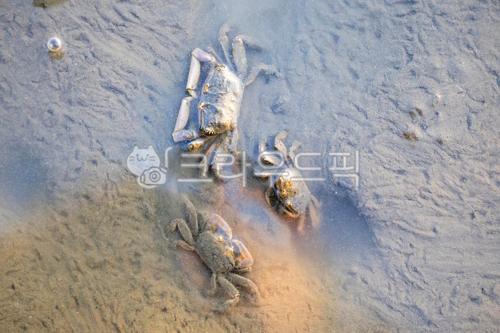 Crab,Gomi Wetland,Tidal Flat,Wetland,Tidal Flat Ecosystem,Marine Life
