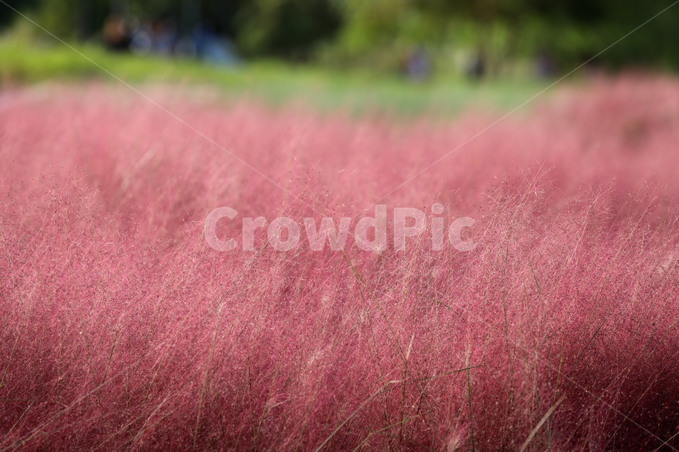 가을,풍경,게절,자연,field,가을,계절,fall,autumn,season,들,grassland,목초지,outdoors,옥외,nature