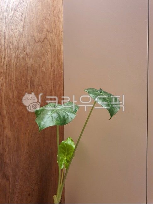 실내식물,실내화분,식물줄기,plant,식물