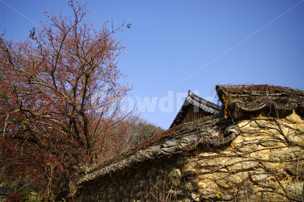지붕,기와지붕,전통,나무,담,한국전통,한국문화,korean traditional,korean culture,건축물,건물외관,exterior,building,structure,architecture,construction
