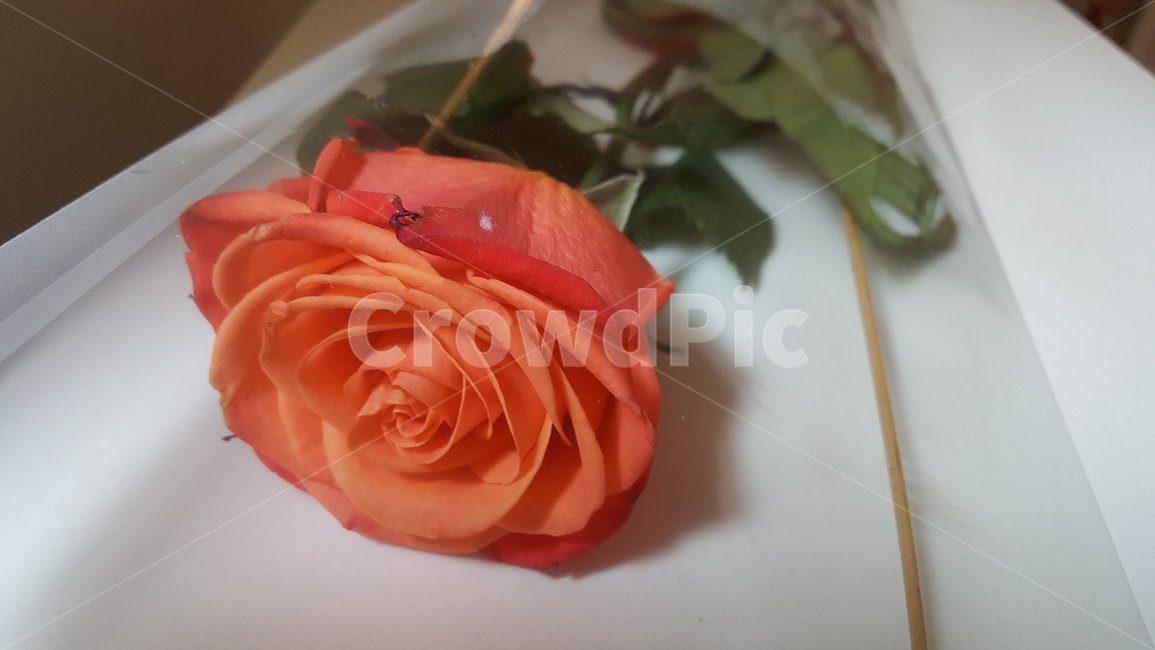 장미,분홍,한송이,꽃,rose,pink,flower
